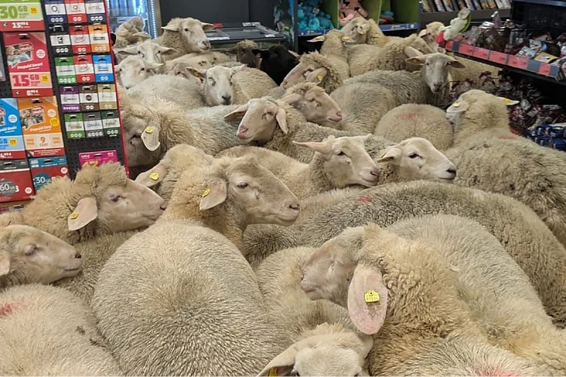 Njemačka: 50 ovaca ušlo u supermarket, pretpostavlja se da su slijedile kupca